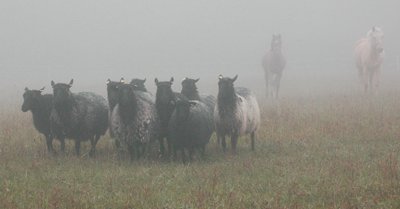 sheep